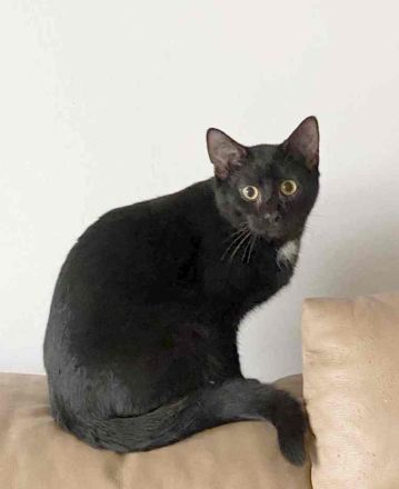 Marty, ein lieber Katermann, sucht einen Kuschelplatz mit Freigang