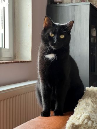 Marty, ein lieber Katermann, sucht einen Kuschelplatz mit Freigang