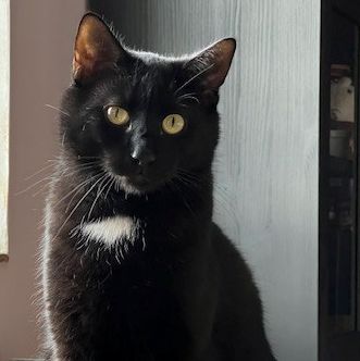 Marty, ein lieber Katermann, sucht einen Kuschelplatz mit Freigang