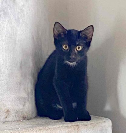 Marty, ein lieber Katermann, sucht einen Kuschelplatz mit Freigang