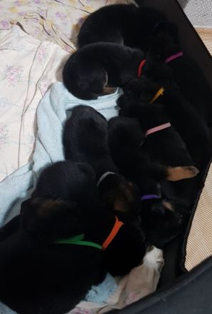 Altdeutscher Schäferhund/Appenzeller Sennenhund,