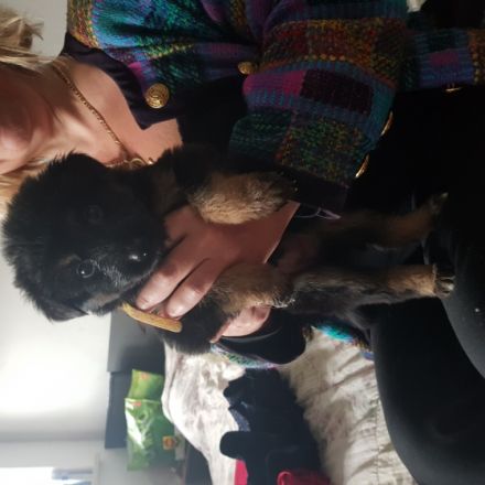 Altdeutscher Schäferhund/Appenzeller Sennenhund,