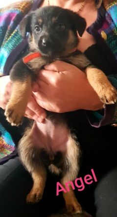 Altdeutscher Schäferhund/Appenzeller Sennenhund,