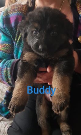 Altdeutscher Schäferhund/Appenzeller Sennenhund,