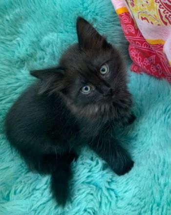 Jung verspielte Ragdoll Kitten auf der Suche nach neuem