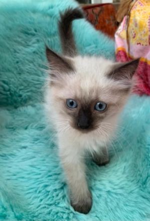 Jung verspielte Ragdoll Kitten auf der Suche nach neuem
