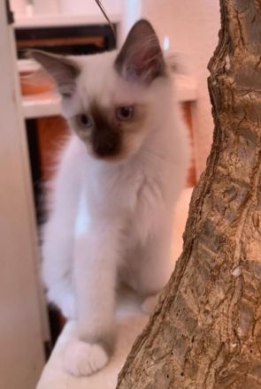 Jung verspielte Ragdoll Kitten auf der Suche nach neuem