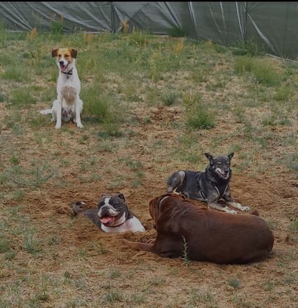 Hundepension & Tagesstätte an der Spree