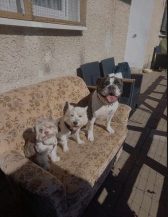 Hundepension & Tagesstätte an der Spree