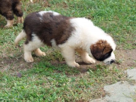Beautiful Moscow Watchdog purebred puppies for sale. 8