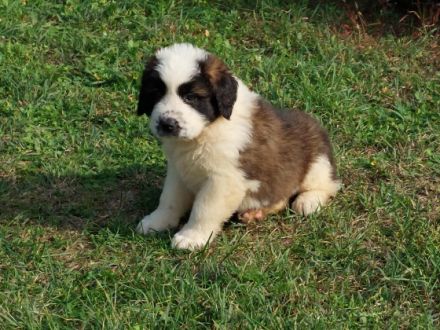 Beautiful Moscow Watchdog purebred puppies for sale. 8