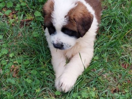 Beautiful Moscow Watchdog purebred puppies for sale. 8