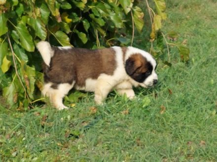 Beautiful Moscow Watchdog purebred puppies for sale. 8