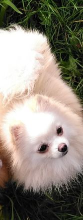 Olleja, Wuschlige, weiße Pommeranian Zwergspitzdame, 2