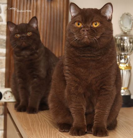 Wir Sind Eine Familiäre Hobbyzucht In Baden-Württemberg