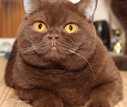 Wir Sind Eine Familiäre Hobbyzucht In Baden-Württemberg