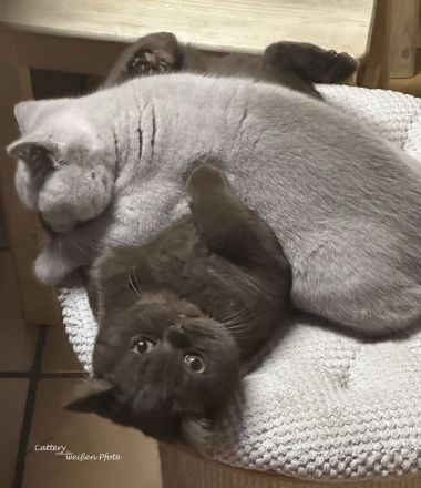 Wir Sind Eine Familiäre Hobbyzucht In Baden-Württemberg