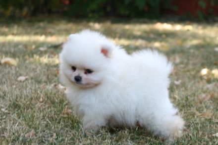 Hallo, Ich gebe super Süße Pomeranian Boo Welpen ab Es