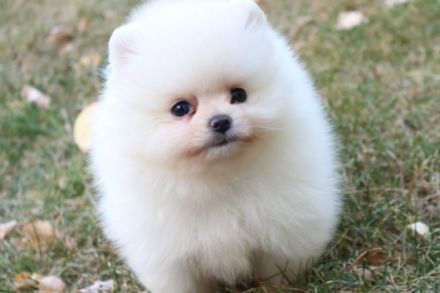Hallo, Ich gebe super Süße Pomeranian Boo Welpen ab Es
