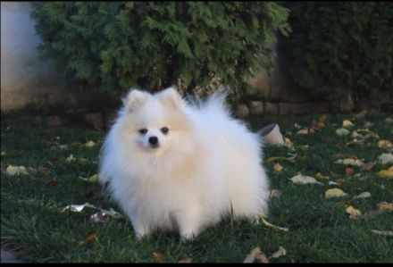 Hallo, Ich gebe super Süße Pomeranian Boo Welpen ab Es
