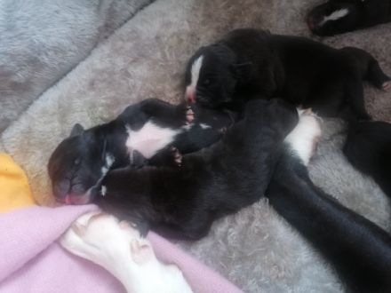 Am 12.10.22 ist unsere Hündin Mama von 9 süßen Welpen