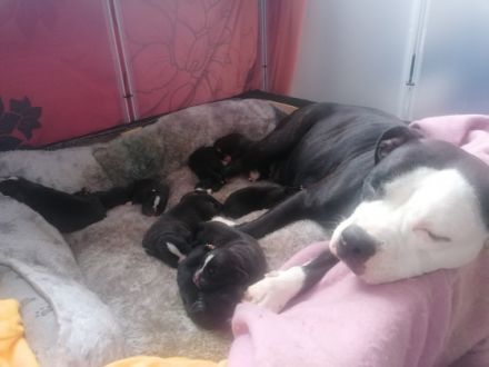 Am 12.10.22 ist unsere Hündin Mama von 9 süßen Welpen