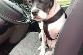 Cookie, Hallo Ihr... Bin ein Bulli Mix...bei mir ist