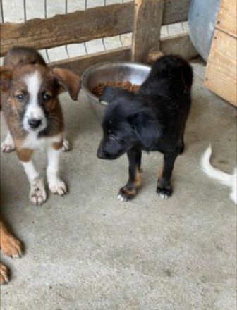 Lebensfrohes Hundekind Matei sucht sein Zuhause ! Rüde,