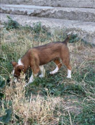 Lebensfrohes Hundekind Matei sucht sein Zuhause ! Rüde,