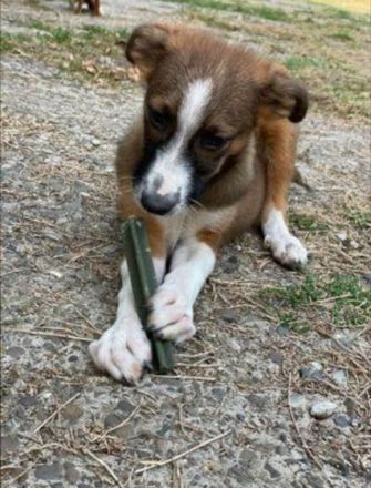 Lebensfrohes Hundekind Matei sucht sein Zuhause ! Rüde,