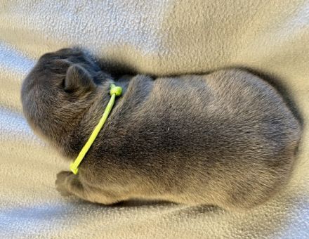 Bezaubernde reinrassige Französische Bulldoggen Welpen.