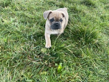 Bezaubernde reinrassige Französische Bulldoggen Welpen.