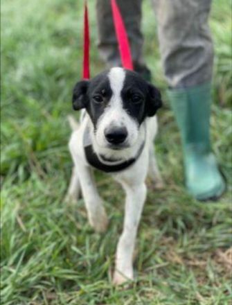 SOS für Hundekind loretta, sie ist im Shelter ! geb. ca