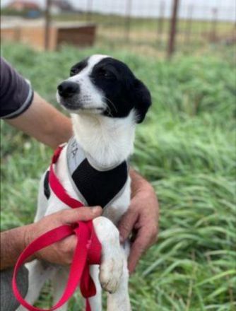SOS für Hundekind loretta, sie ist im Shelter ! geb. ca