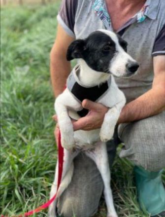 SOS für Hundekind loretta, sie ist im Shelter ! geb. ca