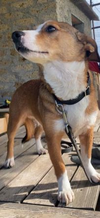 Susi ein Corgi- Jack Russel Mischlingsmädchen