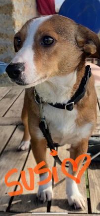 Susi ein Corgi- Jack Russel Mischlingsmädchen
