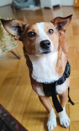 Susi ein Corgi- Jack Russel Mischlingsmädchen