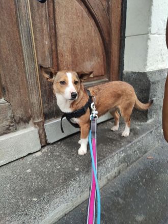 Susi ein Corgi- Jack Russel Mischlingsmädchen