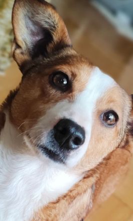 Susi ein Corgi- Jack Russel Mischlingsmädchen