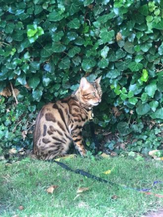 Bengal Baby Katzen zu verkaufen ab November Vater