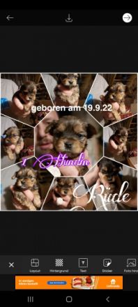 Unsere Welpen haben sich prächtig entwickelt,sie stehen