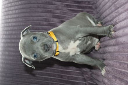 American Staffordshire Terrier, Welpen