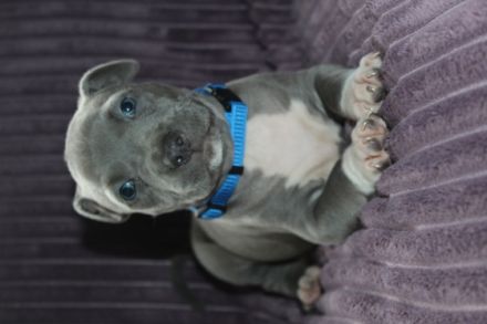 American Staffordshire Terrier, Welpen