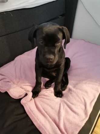 Unsere cane Corso Hündin Kira sucht dringend und