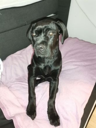 Unsere cane Corso Hündin Kira sucht dringend und