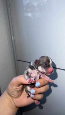 Meine süße meus Mickey hat reinrassiger Chihuahua