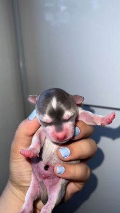 Meine süße meus Mickey hat reinrassiger Chihuahua