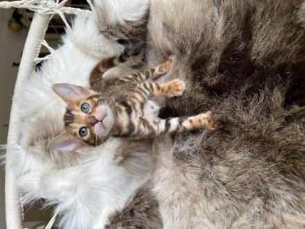 Mini Designer Wärmflaschen suchen ein neues Zuhause.