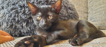 Ab sofort suchen noch 1 junge und 2 Mädchen ein neues